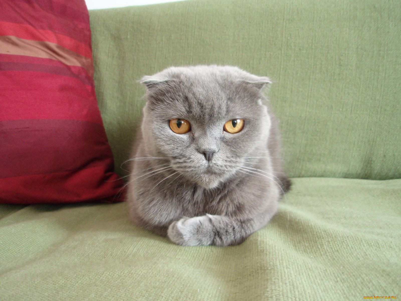 , , scottish, fold, , 